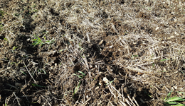 Autumn black-grass control 